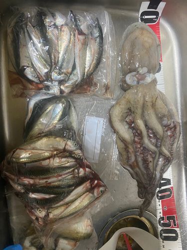 タコの釣果