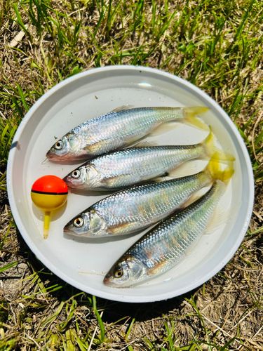 オイカワの釣果