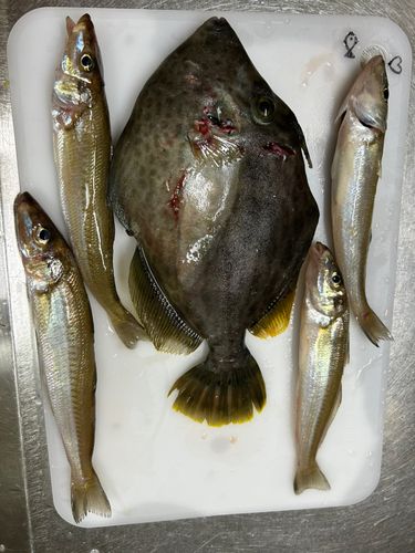 キスの釣果