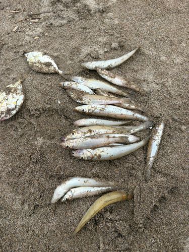 キスの釣果