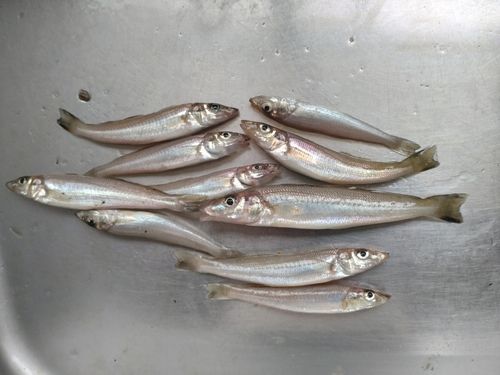 キスの釣果