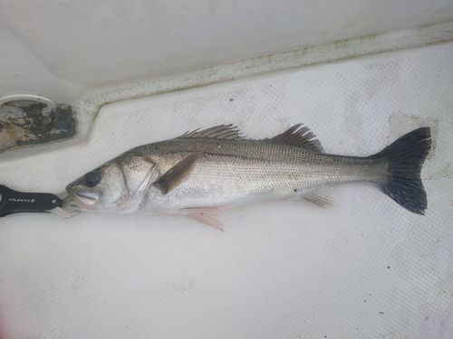 スズキの釣果