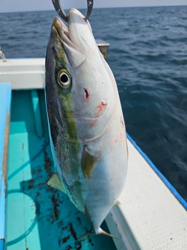 イシナギの釣果