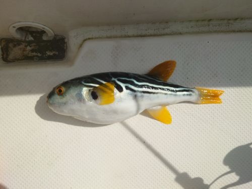 シマフグの釣果