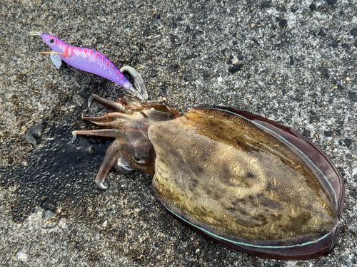 コウイカの釣果