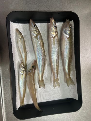 キスの釣果