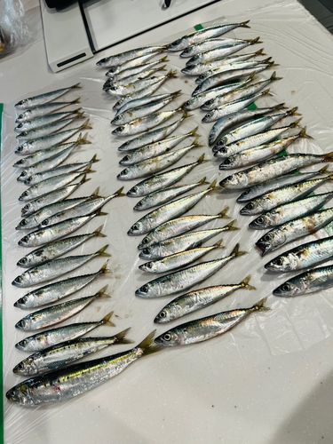 サバの釣果