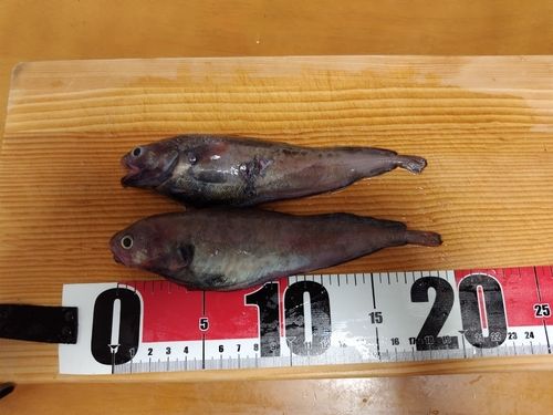 ドンコの釣果