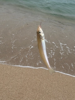 シロギスの釣果
