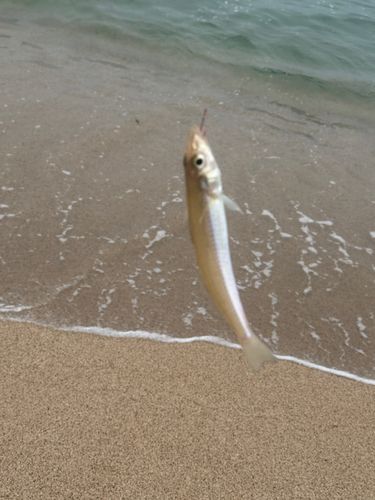 シロギスの釣果