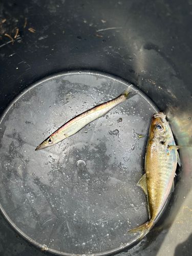 カマスの釣果
