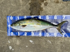メジロの釣果