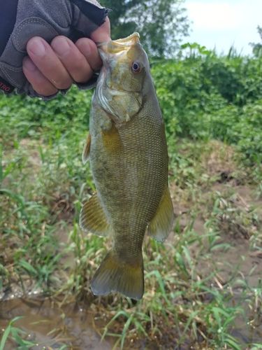 ナマズの釣果