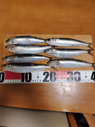 マイワシの釣果