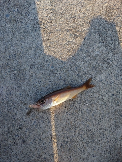 マアジの釣果