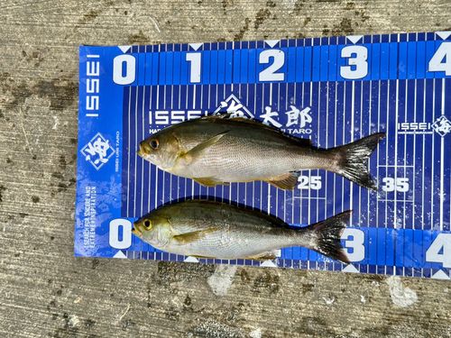 イサキの釣果