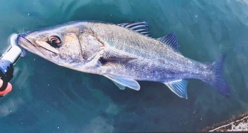 マルスズキの釣果