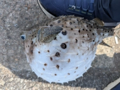 イシガキフグの釣果