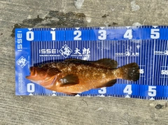 アコウの釣果