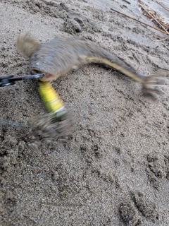 マゴチの釣果