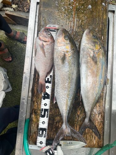 カンパチの釣果