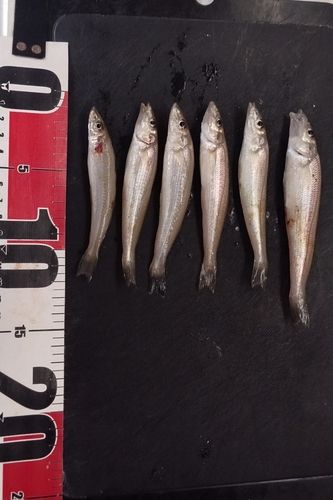 キスの釣果