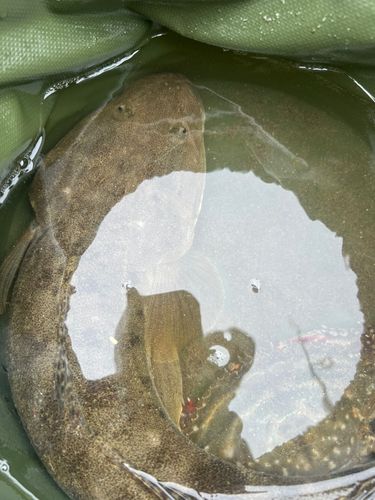 マゴチの釣果