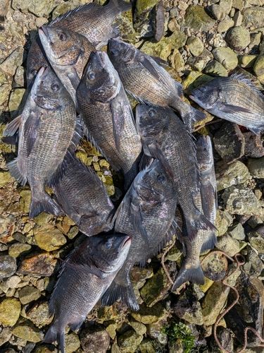 チヌの釣果