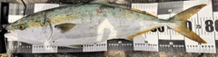 ワラサの釣果