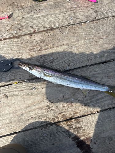 カマスの釣果
