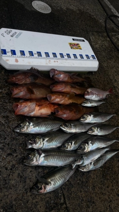 アジの釣果