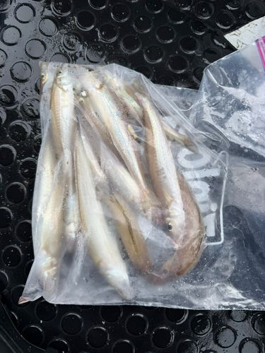 キスの釣果