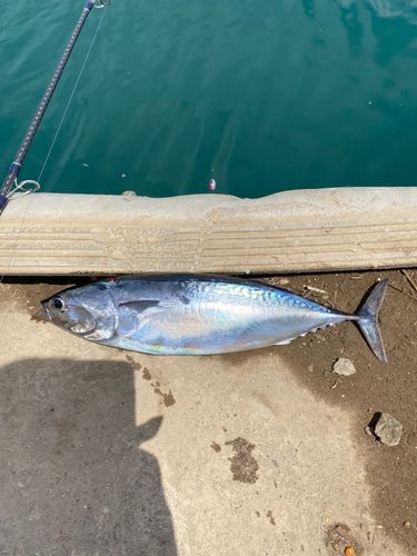 ソウダガツオの釣果