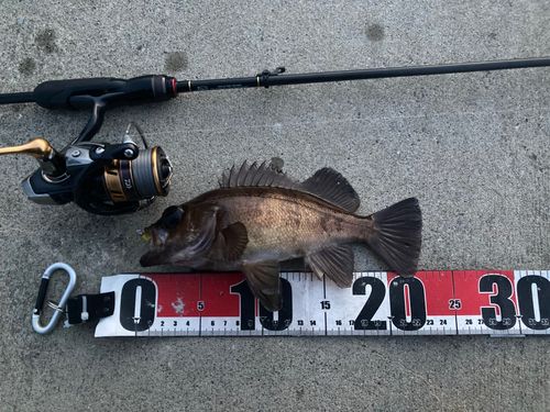 メバルの釣果