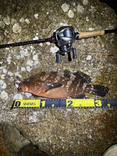 アコウの釣果