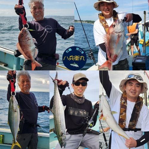 サワラの釣果