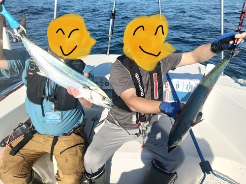 サワラの釣果
