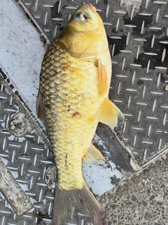 フナの釣果