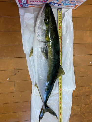 ハマチの釣果