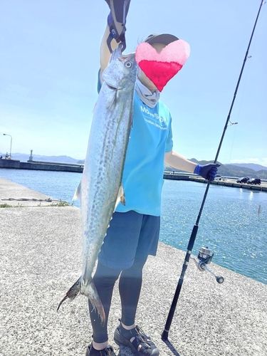 サゴシの釣果