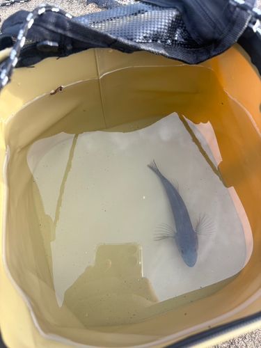 アナハゼの釣果
