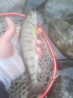 ヤマメの釣果