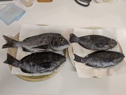 チヌの釣果