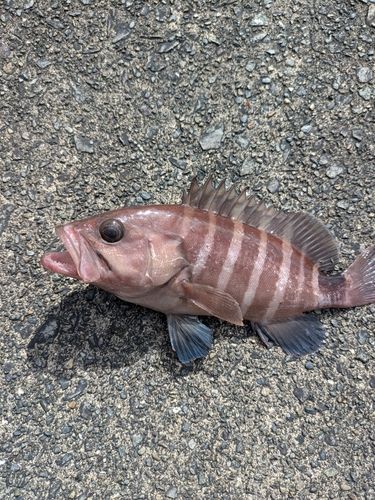 マハタの釣果