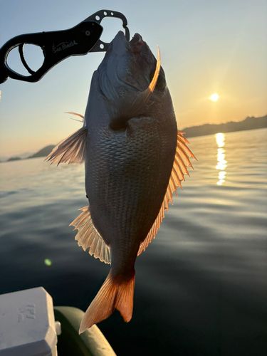 マダイの釣果