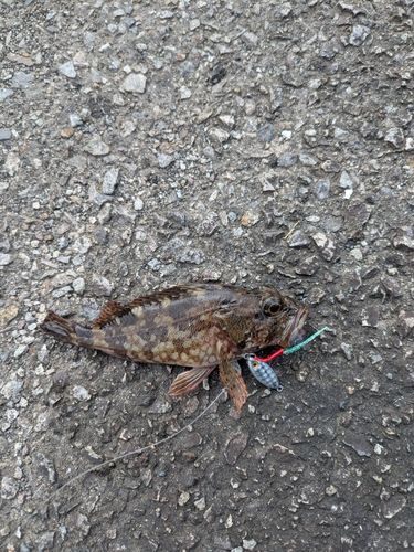 カサゴの釣果