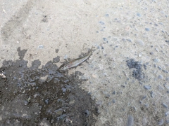 ニゴイの釣果