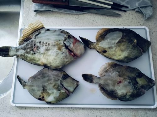 カワハギの釣果