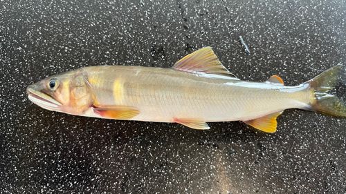 アユの釣果