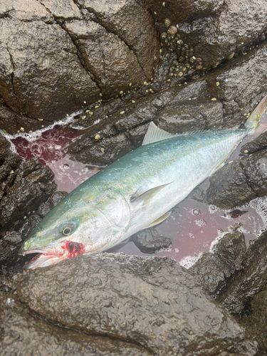 ブリの釣果